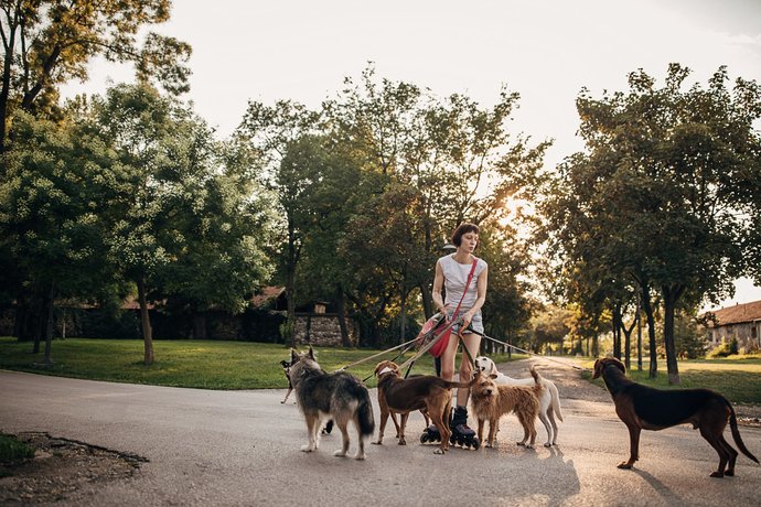 Eine Frau geht Gassi mit mehreren Hunden.