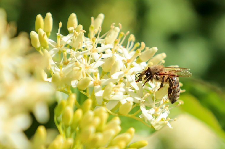 Biene bestäubt Blume