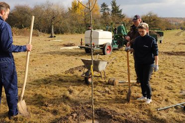 Mainova Alltagshelden pflanzen Bäume