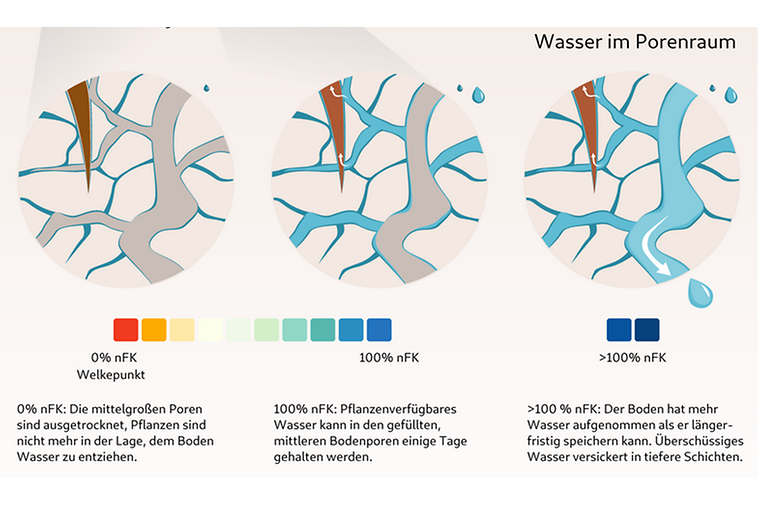 Schaubild über die verfügbare Menge von Wasser im Porenraum von Pflanzen