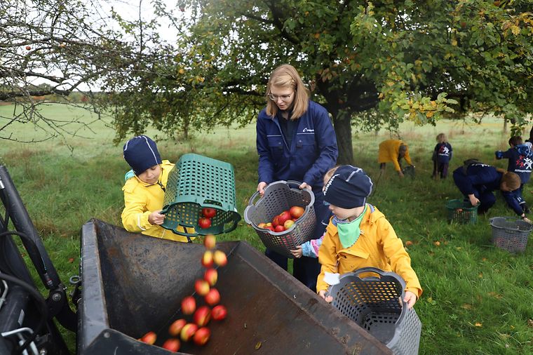Mainova Mitarbeitende helfen bei der Apfelernte auf dem Kirdorfer Feld
