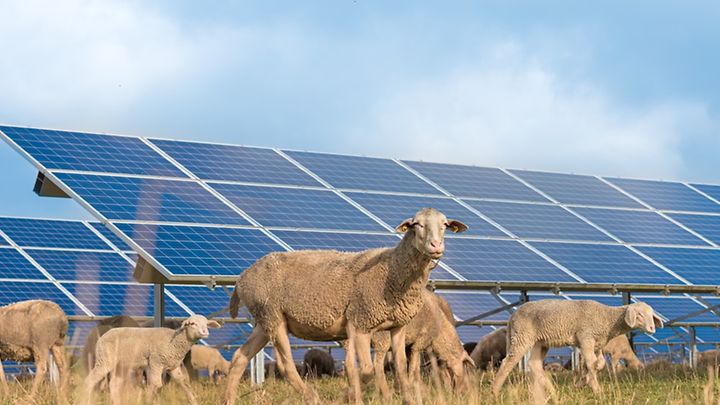 Schafe weiden bei einer PV-Anlage