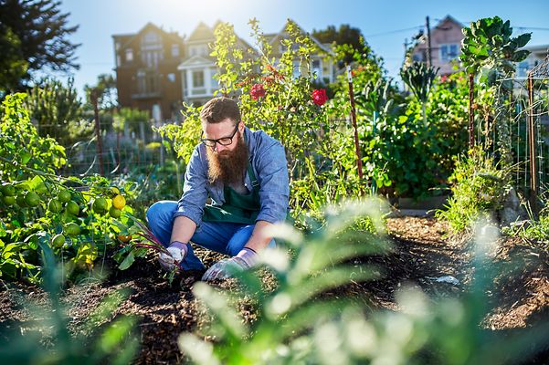 Person arbeitet im sonnigen Gemüsegarten zwischen Tomaten, Blumen und üppigem Grün.