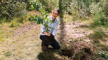 © GURU Eine Frau pflanzt einen Baum in einem bewaldeten Gebiet.