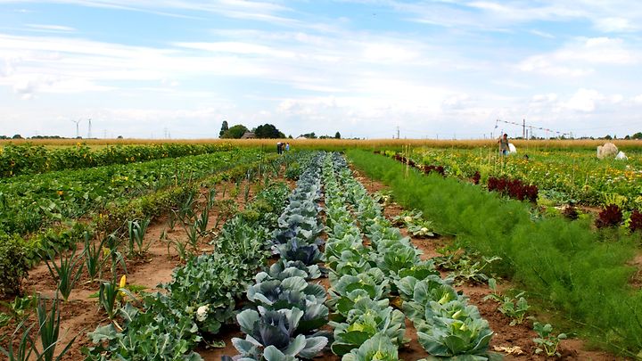 Feld mit angepflanztem Gemüse