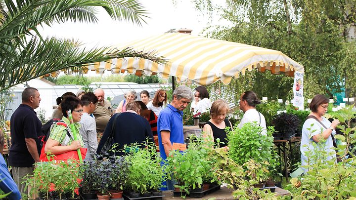 Garten im Sommer mit weißen Zelten