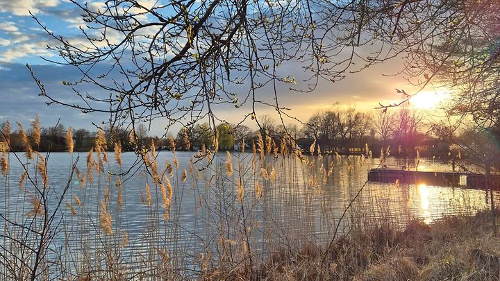 See mit Pampasgräsern und Sonnenuntergang