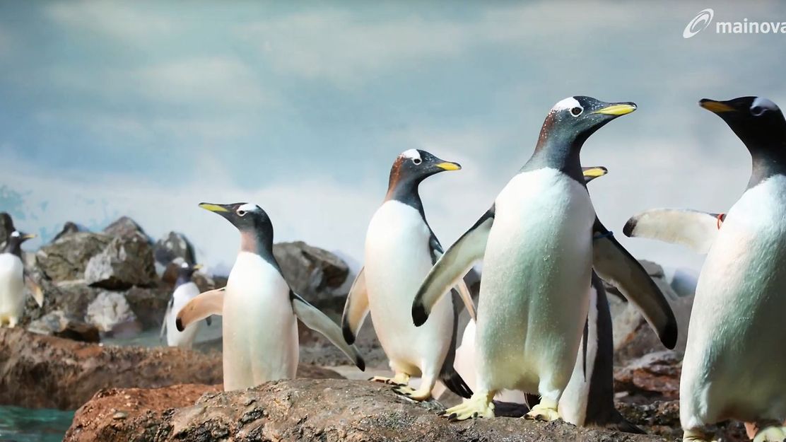 Pinguins