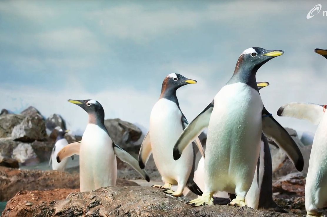 Pinguins