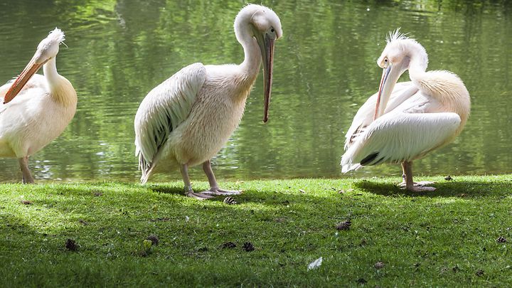 190502_Landiungpage_Pelikan_3360x1244pi