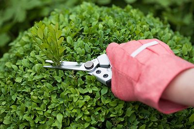 © iStock.com/aloha_17 03_garten_tipp_est_02_800x533