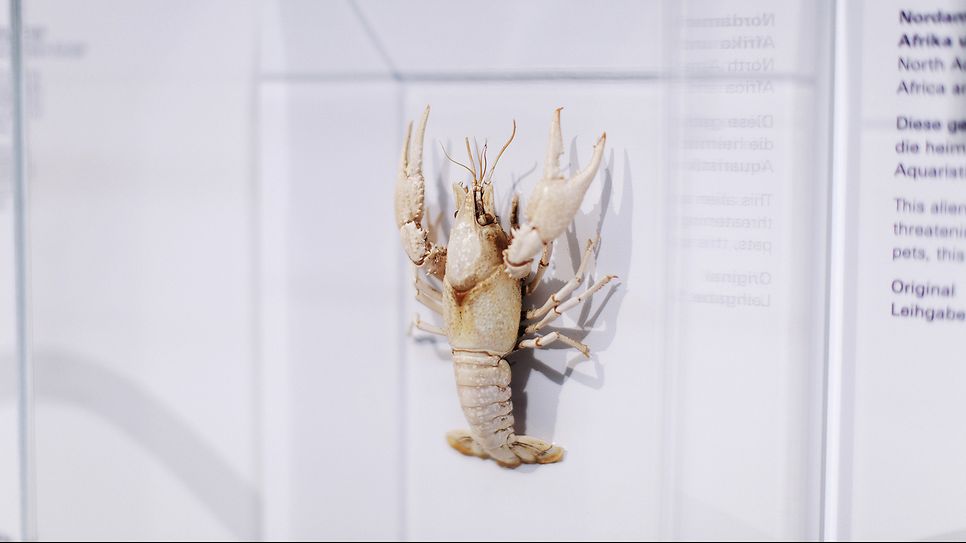 bild_senckenberg_ausstellung_03