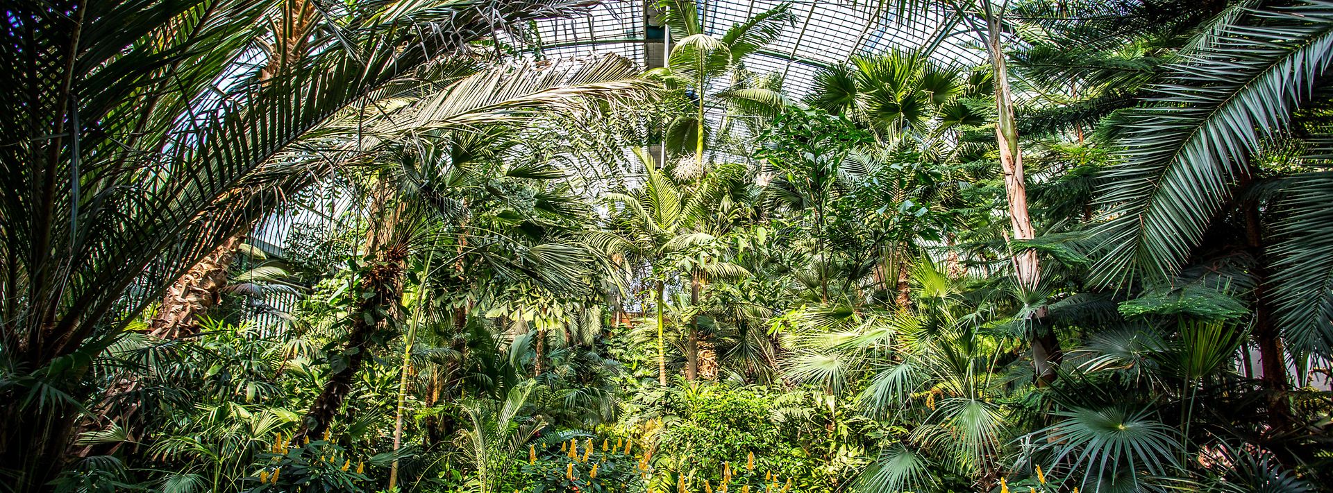 © stock.adobe.com/parallel_dream Palmen im Palmengarten Frankkfurt