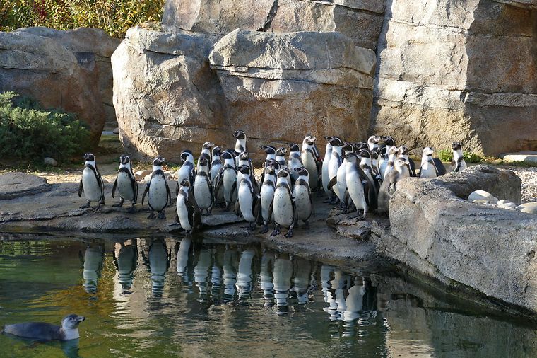 © Zoo Frankfurt Zoo Frankfurt – eins von vielen Ausflugzielen